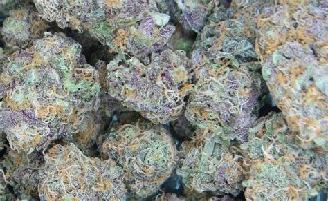 This bud is famous for the different tastes and aromas it produces when bred differently some report smells of blueberries, others strawberries, and others pineapple. . Havana berry strain allbud